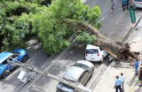 Fotografia do tombamento de uma árvore em frente ao anexo do TRT-8
